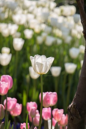 Photo for Tulip Flowers Blooming in Spring Season - Royalty Free Image