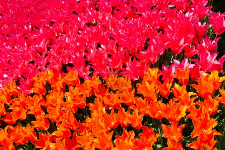 Photo for Blooming tulips  flowers in  as  floral plant  background - Royalty Free Image