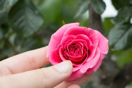 Téléchargez les photos : Main tenant une fleur de rose colorée - en image libre de droit