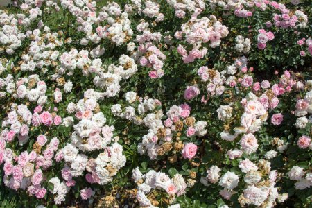 Foto de Florecientes hermosas rosas de colores como fondo floral - Imagen libre de derechos