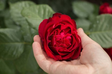 Téléchargez les photos : Belle fleur de rose colorée à la main - en image libre de droit