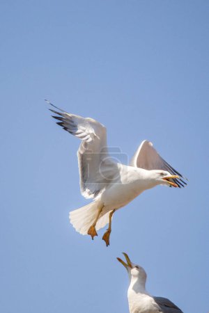 Téléchargez les photos : Deux mouettes volant dans le ciel comme arrière-plan - en image libre de droit