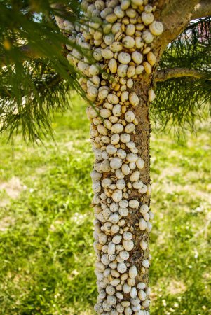 Photo for Pine tree full of little snails in nature - Royalty Free Image