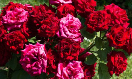 Téléchargez les photos : Floraison de belles roses rouges colorées comme fond floral - en image libre de droit