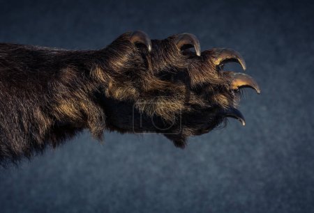 Téléchargez les photos : Patte d'ours noir avec griffes pointues en vue - en image libre de droit