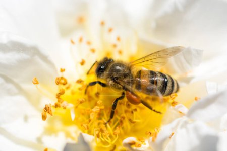Foto de La abeja se alimenta de un hermoso polen colorido de la flor - Imagen libre de derechos