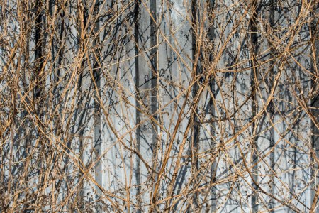 Téléchargez les photos : Arbres secs sur fond gris en automne en vue - en image libre de droit