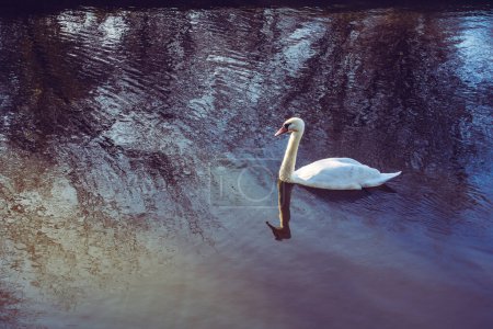 Photo for Single swans lives in the natural environment - Royalty Free Image