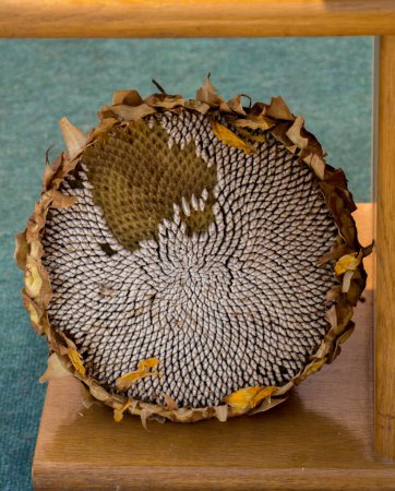 Téléchargez les photos : Tête de tournesol pleine de graines de tournesol mûres - en image libre de droit