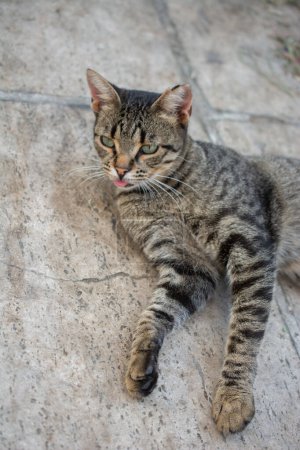 Foto de Retrato de cerca de un gato encantador como animal doméstico a la vista - Imagen libre de derechos
