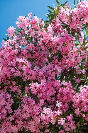 Photo for Close-up of pink flowers in a sunny day. Romantic and beautiful - Royalty Free Image