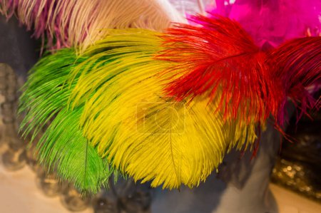 Photo for Beautiful bird feathers for decorative purposes - Royalty Free Image