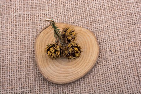 Photo for Pine cone on  a piece of cut wood on canvas background - Royalty Free Image