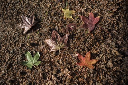 Téléchargez les photos : Feuilles sèches de saison d'automne en vue - en image libre de droit