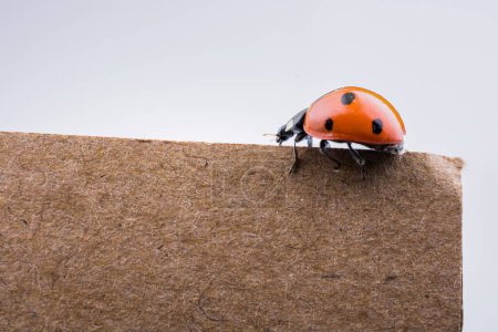 Photo for Beautiful photo of red ladybug walking on paper - Royalty Free Image