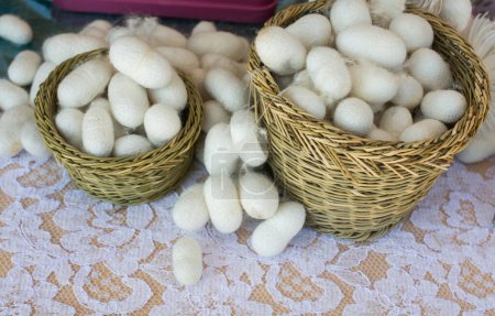 Téléchargez les photos : Beaucoup de cocons de vers à soie blancs dans la vue - en image libre de droit