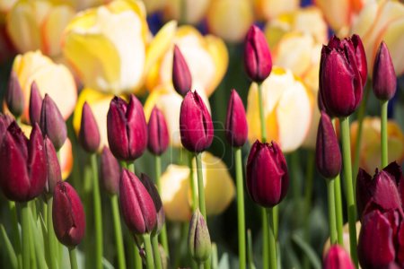 Téléchargez les photos : Fleurs de tulipes colorées fleurissent dans le jardin de printemps - en image libre de droit