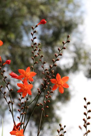 Téléchargez les photos : Belles fleurs de Crocosmia dans la nature fond - en image libre de droit