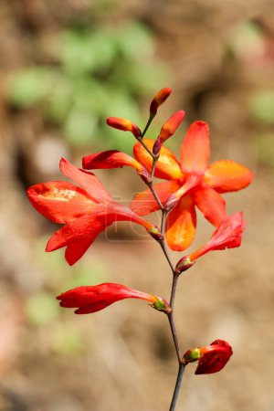 Photo for Beautiful Crocosmia flowers in nature background - Royalty Free Image