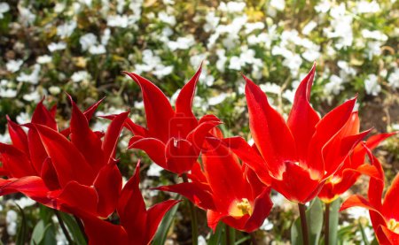 Foto de Flores de tulipanes florecientes como fondo de planta floral - Imagen libre de derechos
