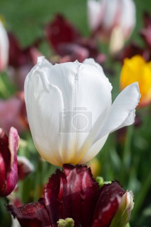 Photo for Beautiful colorful tulips flower in spring time garden - Royalty Free Image
