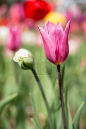 Foto de Flor de tulipán colorido excepcional en el jardín de primavera - Imagen libre de derechos