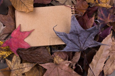 Téléchargez les photos : Carnet vierge ouvert avec feuilles d'automne tombées comme fond - en image libre de droit