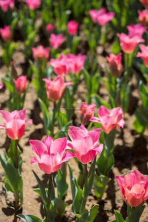 Foto de Flores de tulipán de color rosa florecen en el jardín - Imagen libre de derechos