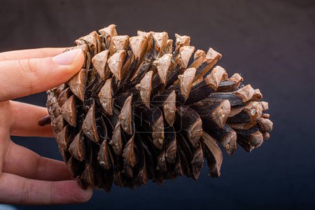 Photo for Hand  holding pine cone in hand on black background - Royalty Free Image
