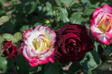 Téléchargez les photos : Floraison de belles roses colorées dans le fond du jardin - en image libre de droit