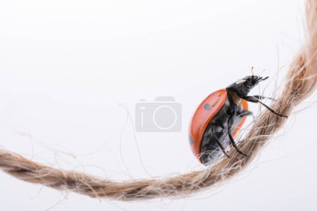 Photo for Beautiful photo of red ladybug walking on thread - Royalty Free Image