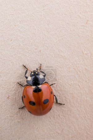 Photo for Beautiful photo of red ladybug walking on a book page - Royalty Free Image
