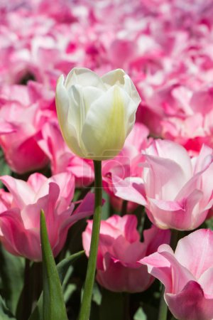 Foto de Flores de Tulipán Floreciendo en Primavera - Imagen libre de derechos