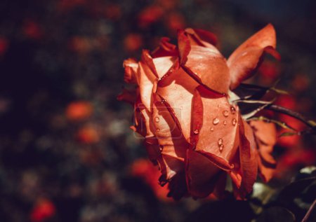 Foto de Hermosa flor de rosa colorida en el fondo del jardín - Imagen libre de derechos