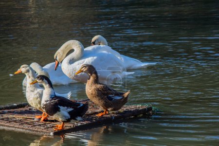 Photo for White swan swimming in the lake near ducks on board - Royalty Free Image