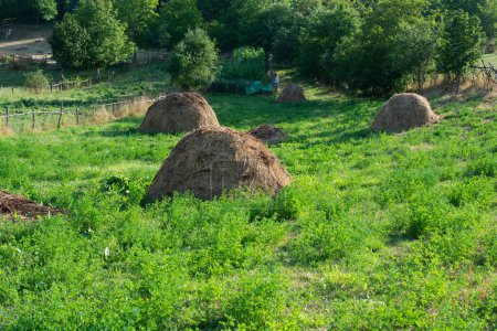 Foto de Montón de heno en una vista de campo marrón - Imagen libre de derechos