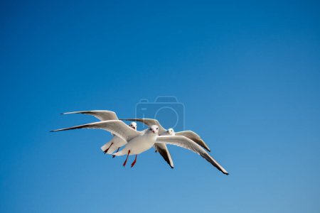 Foto de Gaviota volando en un cielo azul como fondo - Imagen libre de derechos