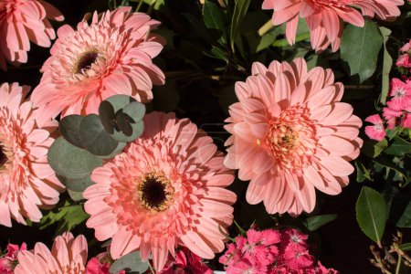Téléchargez les photos : Belles fleurs printanières naturelles colorées en vue macro - en image libre de droit