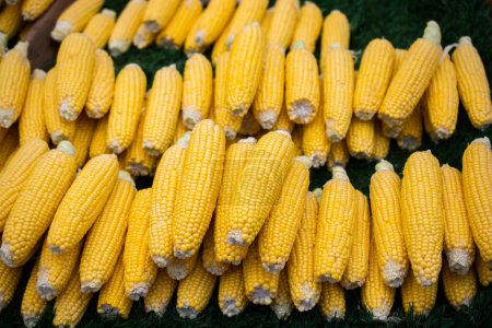 Téléchargez les photos : Beaucoup de maïs pelés frais biologiques comme fond alimentaire - en image libre de droit