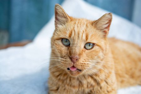 Téléchargez les photos : Gros plan portrait d'un beau chat comme animal domestique en vue - en image libre de droit