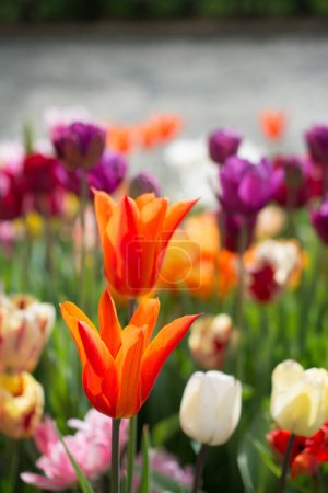 Photo for Colorful tulip flowers bloom in the spring  garden - Royalty Free Image
