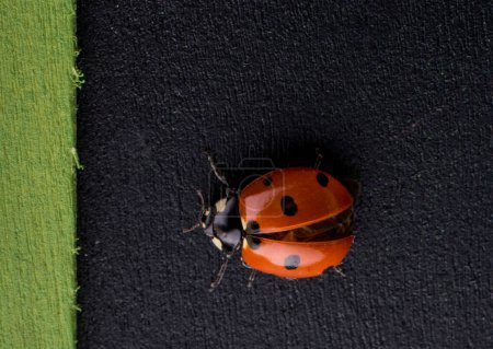 Photo for Beautiful photo of red ladybug walking on a notice board - Royalty Free Image