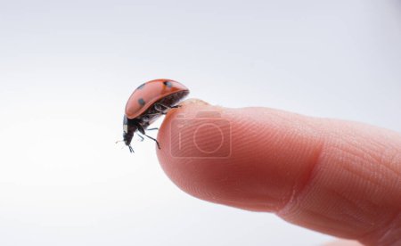 Photo for Beautiful photo of red ladybug walking on a child hand - Royalty Free Image