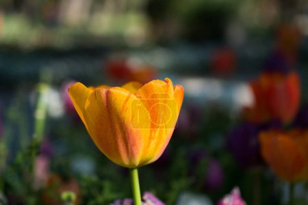 Téléchargez les photos : Fleur de tulipe unique fleurissant au printemps - en image libre de droit