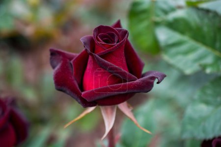 Foto de Hermosa flor de rosa colorida en el fondo del jardín - Imagen libre de derechos