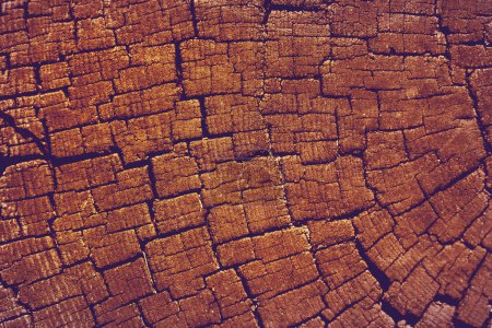 Photo for Old Weathered cracked tree stump texture background with the cross section - Royalty Free Image