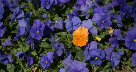Foto de Floreciendo hermosas flores naturales coloridas a la vista - Imagen libre de derechos