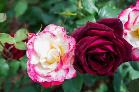 Foto de Flores hermosas rosas de colores en el fondo del jardín - Imagen libre de derechos