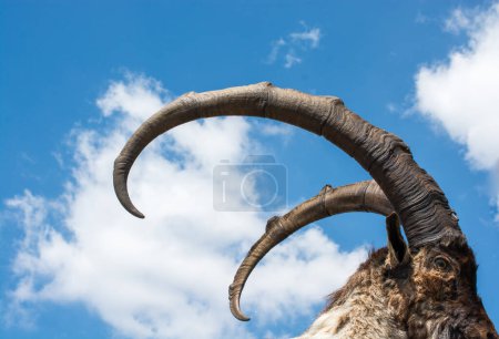 Téléchargez les photos : Chèvre de montagne marron sauvage avec deux énormes cornes - en image libre de droit