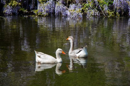 Foto de Los cisnes solitarios viven en el entorno natural - Imagen libre de derechos